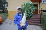 Gigantyczna rzodkiewka została wyhodowana w Krotoszynie. Waży prawie 8 kg! Zobacz zdjęcia