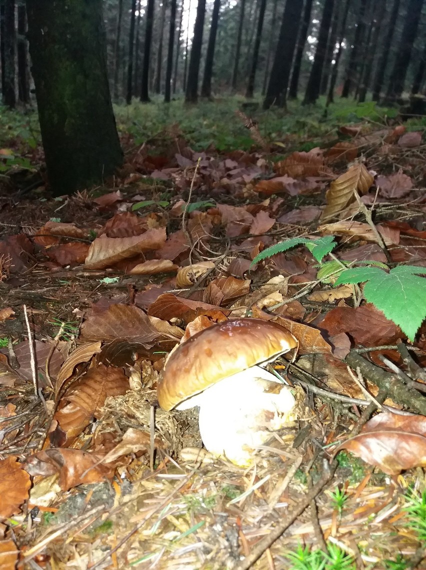 Listopadowe grzybobranie w beskidzkich lasach. Sami popatrzcie, jakie okazy można znaleźć w leśnej ściółce! 