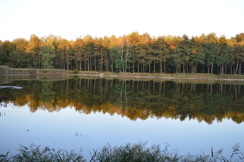 Tyle zostało po stawie Żurawiniec w Boroszowie koło Olesna.