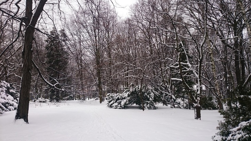 Siemianowice Śląskie zimą [ZDJĘCIA]