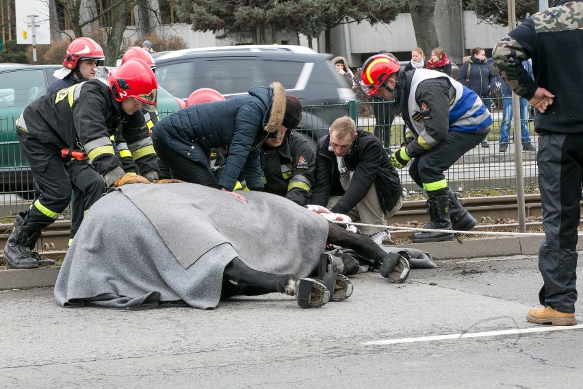 Duża część Krakowa sparaliżowana przez jednego konia