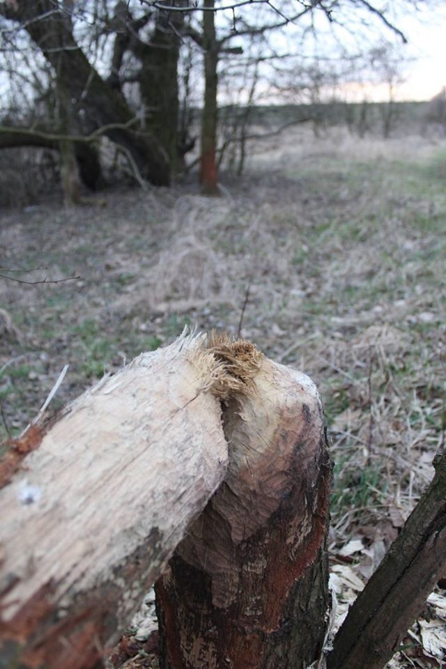 Niecodzienna interwencja strażaków. Przez bobry zalewało posesję