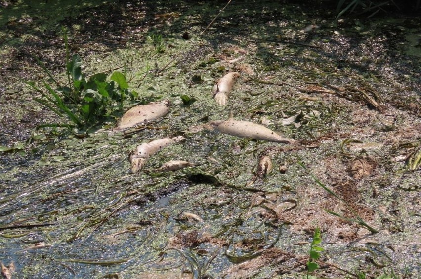 Przyducha na Podlasiu. Sytuacja poprawi się dopiero po spadku temperatur (zdjęcia)