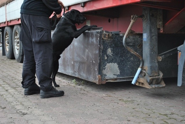 W Polskiej Służbie Celnej pracuje obecnie  126 psów, z czego 75 pełni służbę na zewnętrznej granicy UE w izbach celnych w Przemyślu, Olsztynie, Białymstoku i Białej Podlaskiej. 98 psów specjalizuje się w wyszukiwaniu wyrobów tytoniowych, pozostałe są ekspertami w wykrywaniu narkotyków.