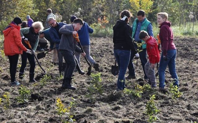 10 000 drzew zostanie posadzonych wiosną w Gdańsku