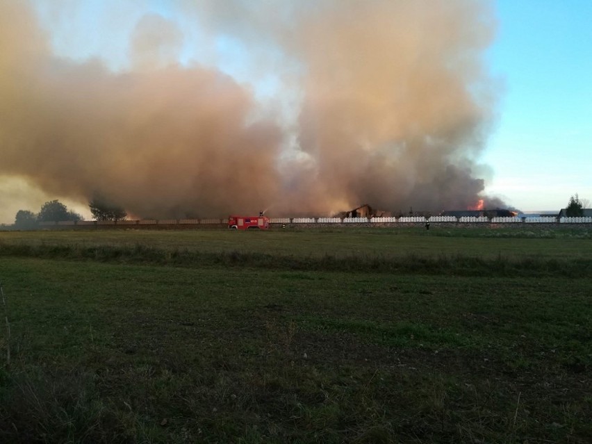 Pożar chlewni w Taciewie. Spłonęło 2,4 tysiąca świń. Z...