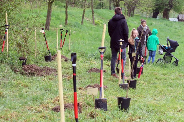 Bydgoszczanie mogą zgłosić się po odbiór drzewek w poniedziałek 30 sierpnia w godz. 10.00-12.00 u zbiegu ulic Korfantego i Prejsa