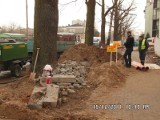 Skandal przy budowie w Kielcach. Zniszczyli dęby pomniki przyrody 