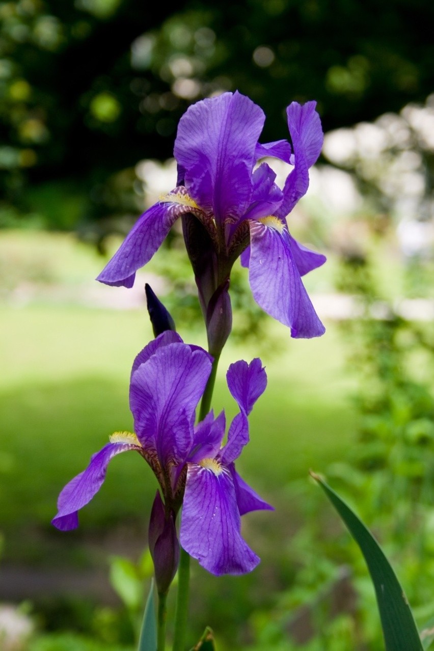 Narodowy kwiat Chorwacji to gatunek irysa – Iris croatica....