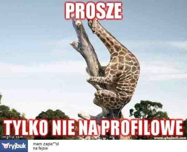 Żyrafy na Facebooku