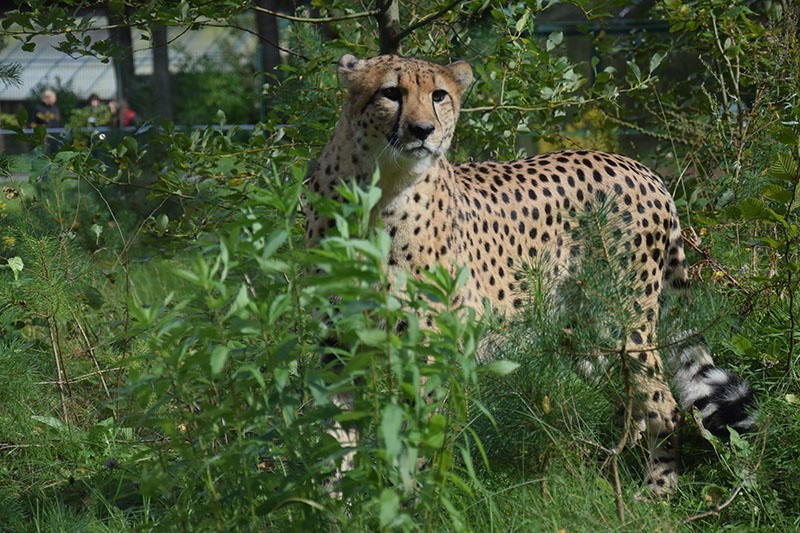 Gepardy Aki i Tabu nowymi mieszkańcami gdańskiego zoo [ZDJĘCIA, WIDEO]