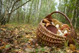 Październikowy wysyp grzybów! Kanie, borowiki, opieńki, rydze i podgrzybki znajdziesz teraz wszędzie. Zobacz, gdzie jest najwięcej grzybów