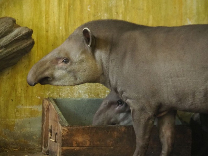 "Czekolada z misją", czyli łódzka badaczka niesie pomoc lokalnej społeczności w Wenezueli i chroni tapiry