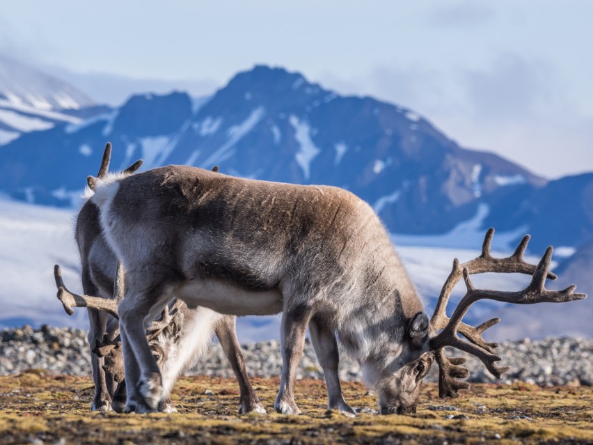 Norweski Spitzbergen dla zimnolubnych...