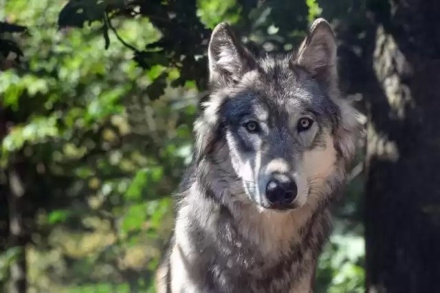 Wilki w Lipowej. Prawda i mity, czyli wszystko, co chcecie wiedzieć, a boicie się zapytać