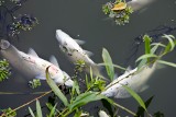Tona śniętych ryb w Piątkowicach. Najprawdopodobniej zabił je brak tlenu