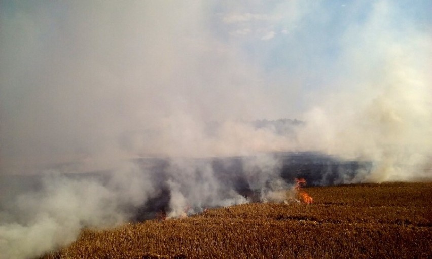 Paliło się ściernisko w miejscowości Kosierzewo, gm....