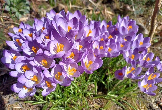 Krokusy i przebiśniegi mogą zakwitać już w lutym i na początku marca. Zobacz 15 kwiatów, które pojawiają się najwcześniej. Przejdź do kolejnych zdjęć, użyj strzałki lub przycisku NASTĘPNE.