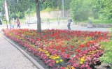 Kolorowy Stargard. Posadzono 4500 roślin w mieście