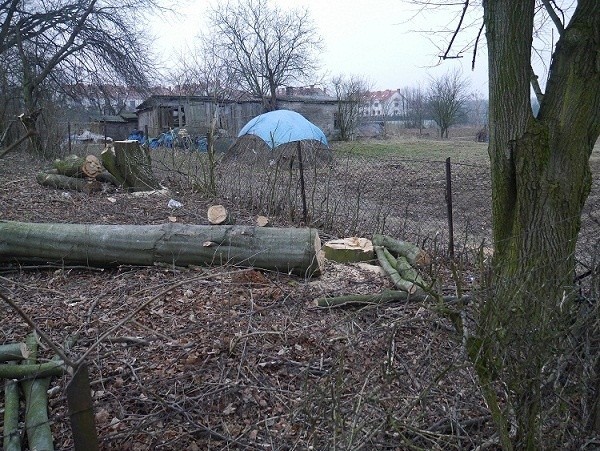 Kolejna wycinka drzew w Lublinie, tym razem na Sławinie 