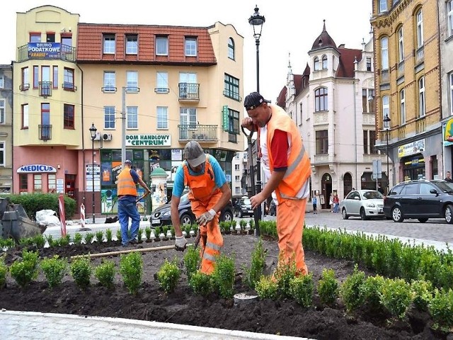 Bukszpan sadzi. Marek Bielewski (z lewej), a ziemi dorzuca pod posadzone krzewy - Jarosław Borolewski