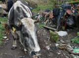 Jest pomoc dla pani Zofii i zwierząt pod Toruniem! "Fundacja Cztery Łapy" działa