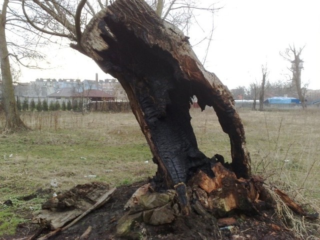 Straż pożarna zagasiła drzewo
