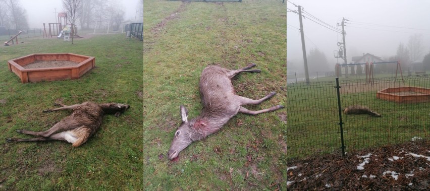 Wójt gminy Czarna: to las zbliżył się do nas. Wilki zabiły jelenia w centrum wsi, ludzie się boją [DRASTYCZNE ZDJĘCIA]  