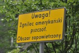 Kraków. Zgnilec amerykański zaatakował krakowskie pszczoły 30 05