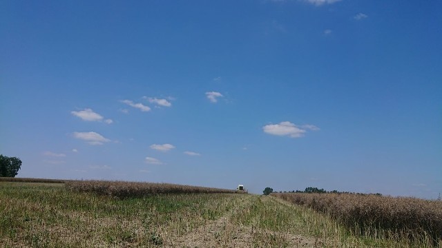 Koszenie rzepaku w gminie Nagłowice