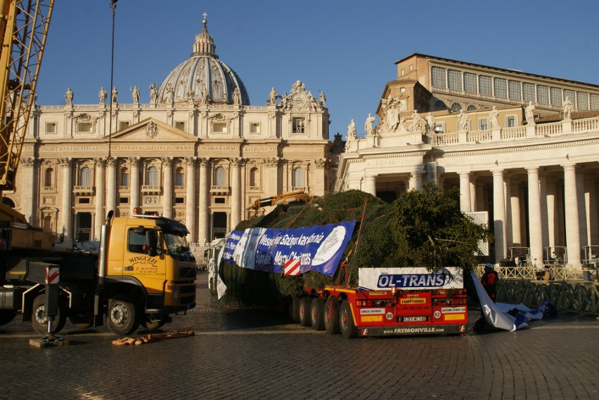 Bożonarodzeniowa choinka dla papieża. Dziś rozbłysnęła w Watykanie! (zdjęcia, wideo)