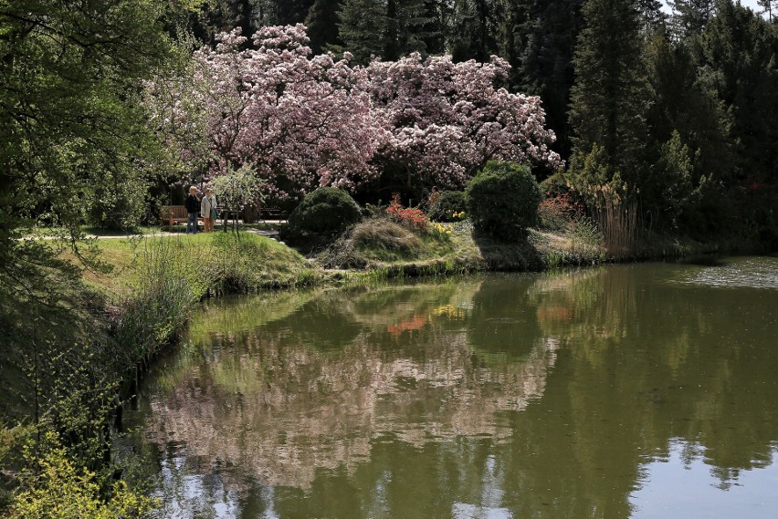 Kwitną magnolie w Arboretum w Kórniku.

Kolejne zdjęcie --->