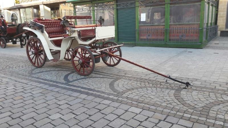 Na wrocławskim Rynku padł koń