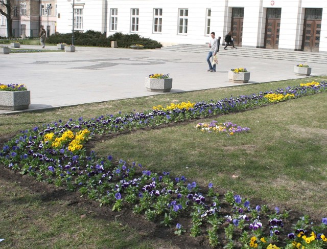 Wiosna będzie u nas miała barwy papieskie, czyli biały, żółty i niebieski.