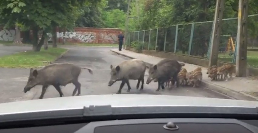 Zastrzelono dziki spacerujące po wrocławskich Karłowicach (ZDJĘCIA, FILM)