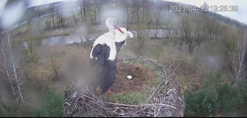 Ostrołęckie Przedsiębiorstwo Wodociągów i Kanalizacji zachęca do obserwacji bocianów. W gnieździe pojawiło się właśnie jajo. Wideo