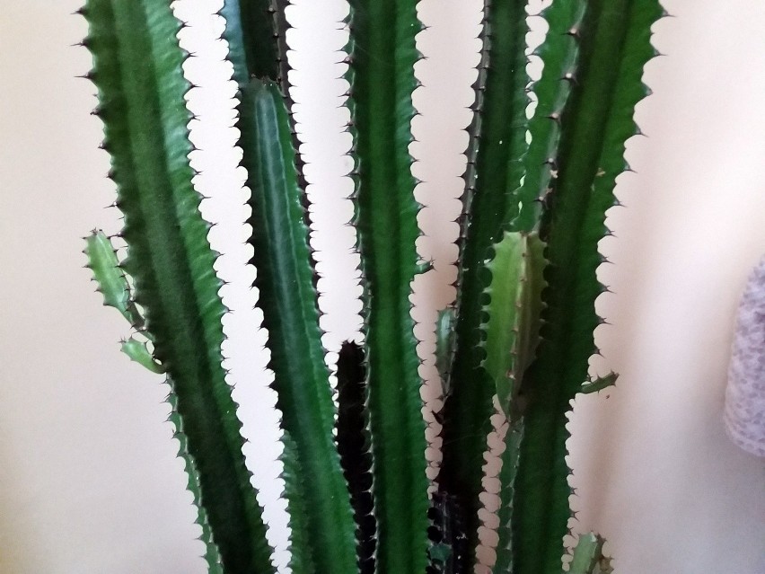 Wilczomlecz trójżebrowy może kojarzyć się z kaktusem....