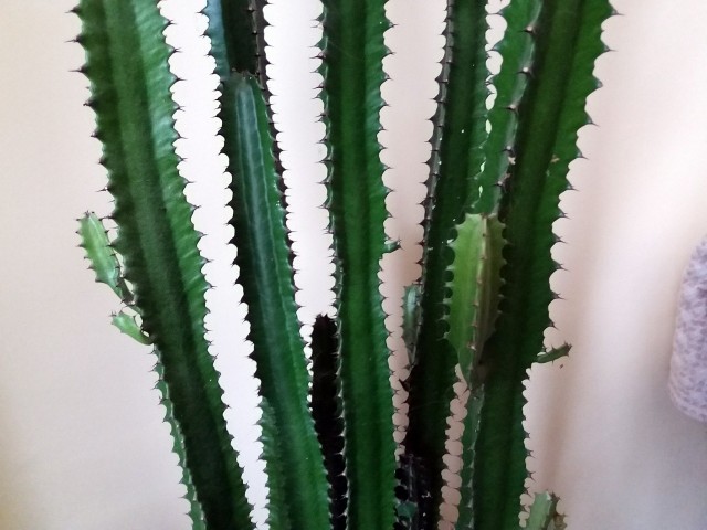 Wilczomlecz trójżebrowy może kojarzyć się z kaktusem. Wygląda ciekawie i ma małe wymagania, ale za to potrzebuje dużo miejsca, bo dorasta nawet do 2,5 m wysokości.
