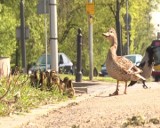 Rodzina kaczek utknęła przy Stadonie Narodowym. Pomogła straż miejska (FILM)