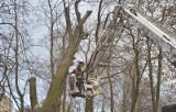 Wichura nad Łodzią siała spustoszenie. Zerwane linie energetyczne, powalone drzewa i znaki