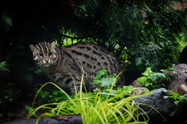 Jedyne koty na świecie, które lubią wodę, a w naturze żyją w szuwarach od prawie tygodnia mieszkają w toruńskim zoo. Przyjechały do nas z ogrodu w Monachium i są przedstawicielami zagrożonego wyginięciem gatunku. To taraje, czyli inaczej koty cętkowane.