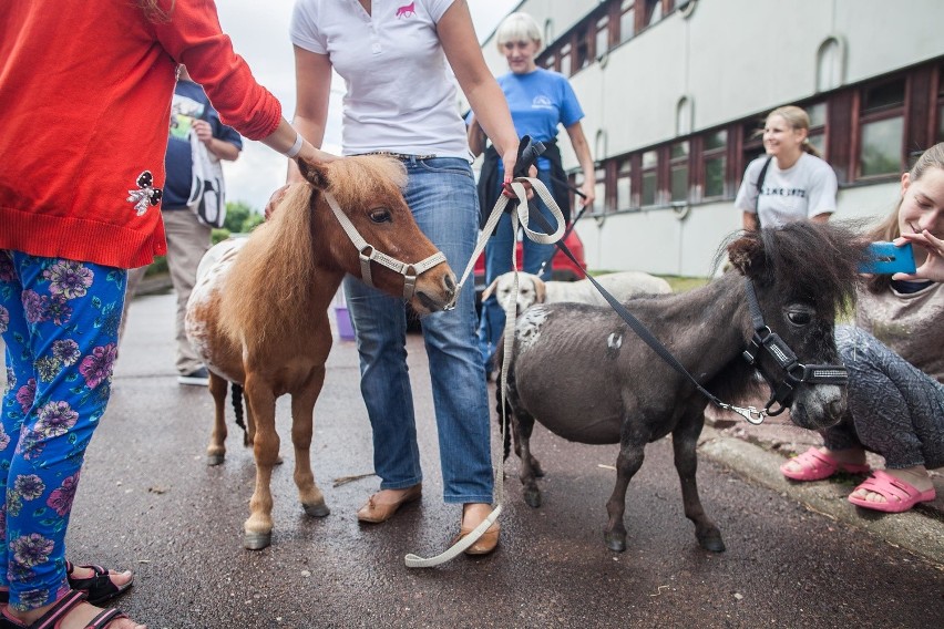 Konie odwiedziły małych pacjentów ICZMP w Łodzi [ZDJĘCIA]
