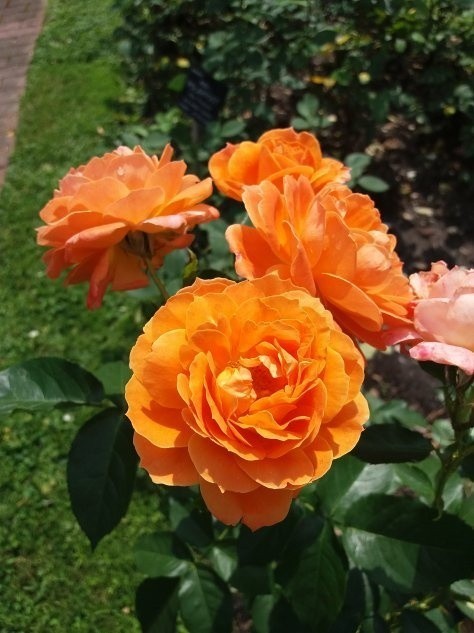 Róże lubią słoneczne i osłonięte od wiatru miejsca.
