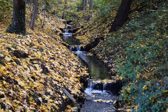 Park Poetów został utworzony 12 lat temu. Na jego obszarze znajdują się m.in. wąwozy, jary, stary drzewostan, ale i trzy stawy: Dziady, Glinianki oraz Szmaragdowy