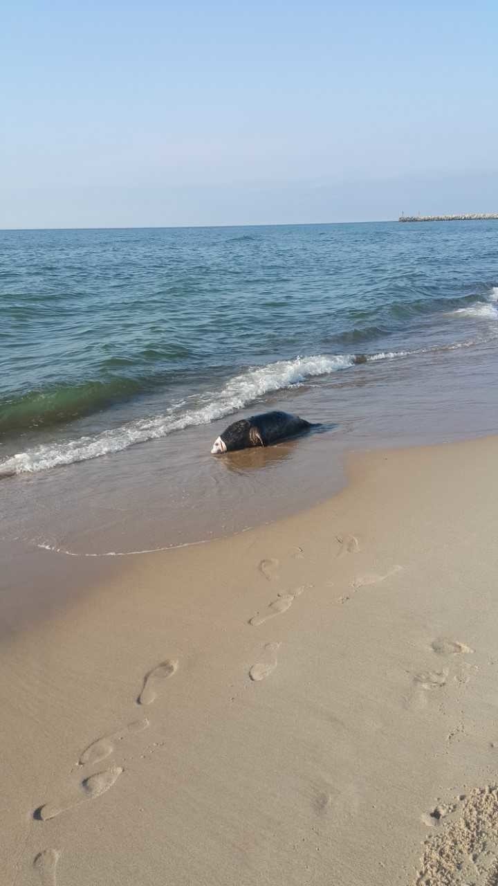 Morze wyrzuciło na brzeg martwą fokę.