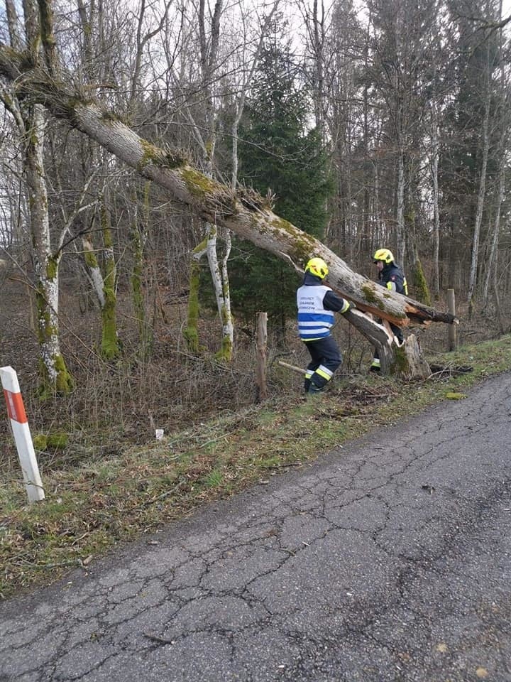 Wichura w regionie. Powalone drzewa w gminie Bobolice [ZDJĘCIA]