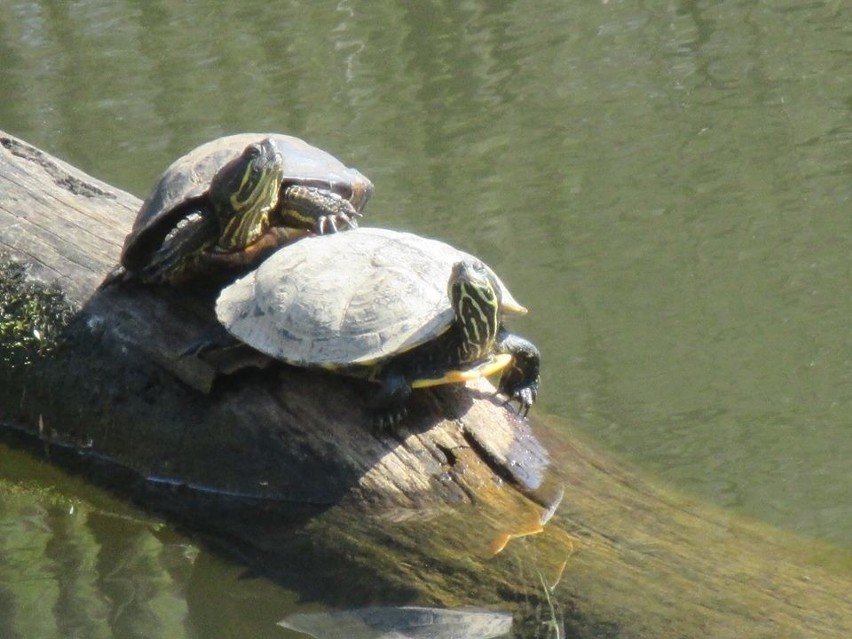 Żółwie na wodzisławskim Balatonie