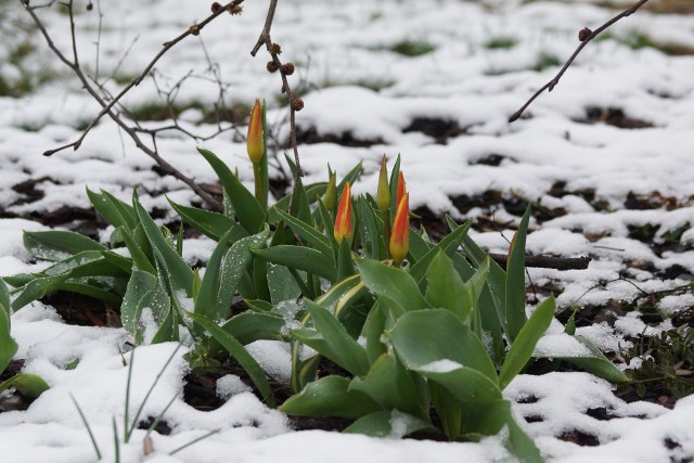 Kiedy skończy się zima? Bywa, że wiosna się spóźnia i śnieg sypie jeszcze na najwcześniej zakwitające tulipany Kaufmana