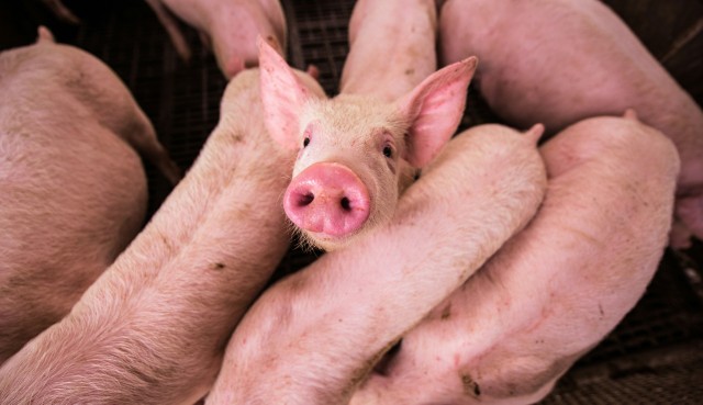 Według stanu na dzień 31.10.2023 roku w komputerowej bazie danych ARiMR zarejestrowano 9 341 935 świń.