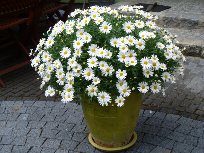 Argyranthemum...